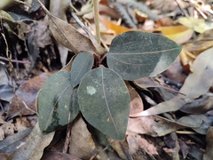 Anoectochilus elatus