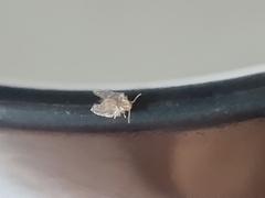 Psychodinae
