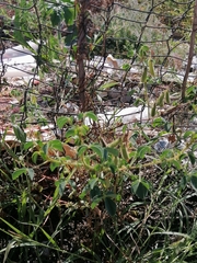 Crotalaria pumila