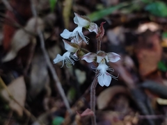 Anoectochilus elatus