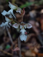 Anoectochilus elatus