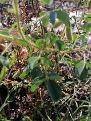 Crotalaria pumila