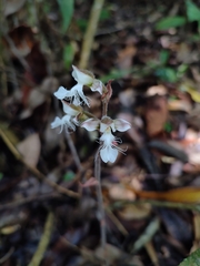 Anoectochilus elatus