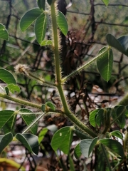 Crotalaria pumila