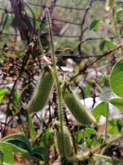 Crotalaria pumila