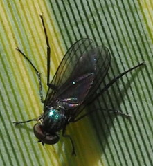 Dolichopodidae