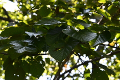 Tilia mandshurica