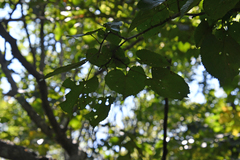 Tilia mandshurica