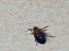 Cacoscelis marginata