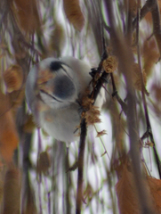 Cyanistes caeruleus × cyanus
