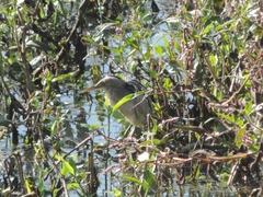 Ixobrychus involucris