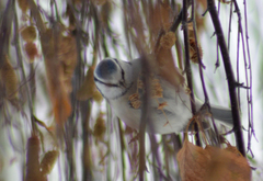 Cyanistes caeruleus × cyanus
