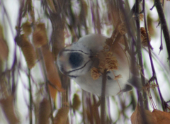 Cyanistes caeruleus × cyanus