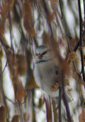 Cyanistes caeruleus × cyanus