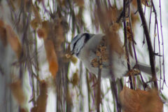 Cyanistes caeruleus × cyanus