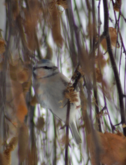 Cyanistes caeruleus × cyanus