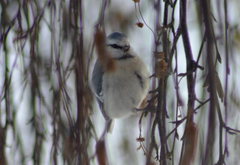 Cyanistes caeruleus × cyanus