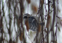 Cyanistes caeruleus × cyanus