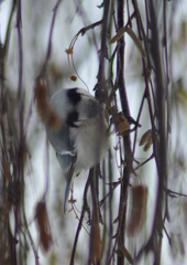 Cyanistes caeruleus × cyanus