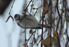 Cyanistes caeruleus × cyanus
