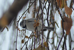 Cyanistes caeruleus × cyanus
