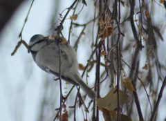 Cyanistes caeruleus × cyanus