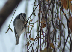Cyanistes caeruleus × cyanus