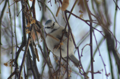 Cyanistes caeruleus × cyanus