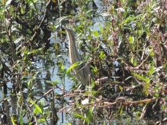 Ixobrychus involucris