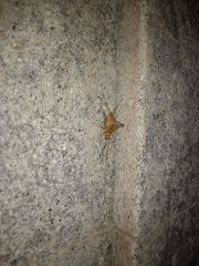 Gryllodes sigillatus