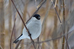 Pyrrhula pyrrhula cineracea