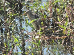 Ixobrychus involucris