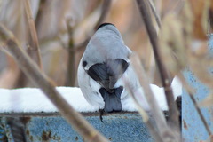 Pyrrhula pyrrhula cineracea