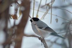 Pyrrhula pyrrhula cineracea