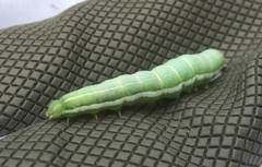 Opigena polygona