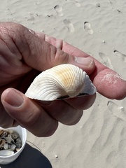Anadara brasiliana