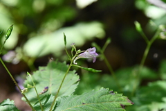 Impatiens furcillata
