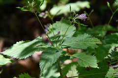 Impatiens furcillata