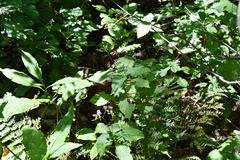 Impatiens furcillata