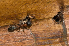 Tetraponera rufonigra