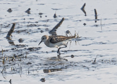 Calidris minuta