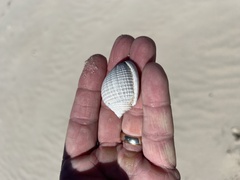 Semicassis granulata