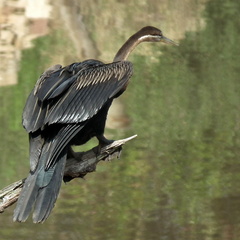 Anhinga rufa rufa