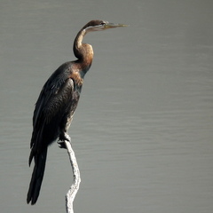 Anhinga rufa rufa