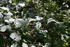 Actinidia kolomikta