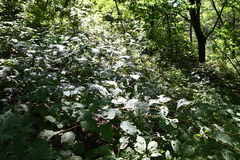 Actinidia kolomikta