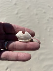 Semicassis granulata