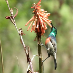 Kniphofia