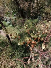 Physalis nicandroides