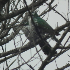 Chrysococcyx caprius